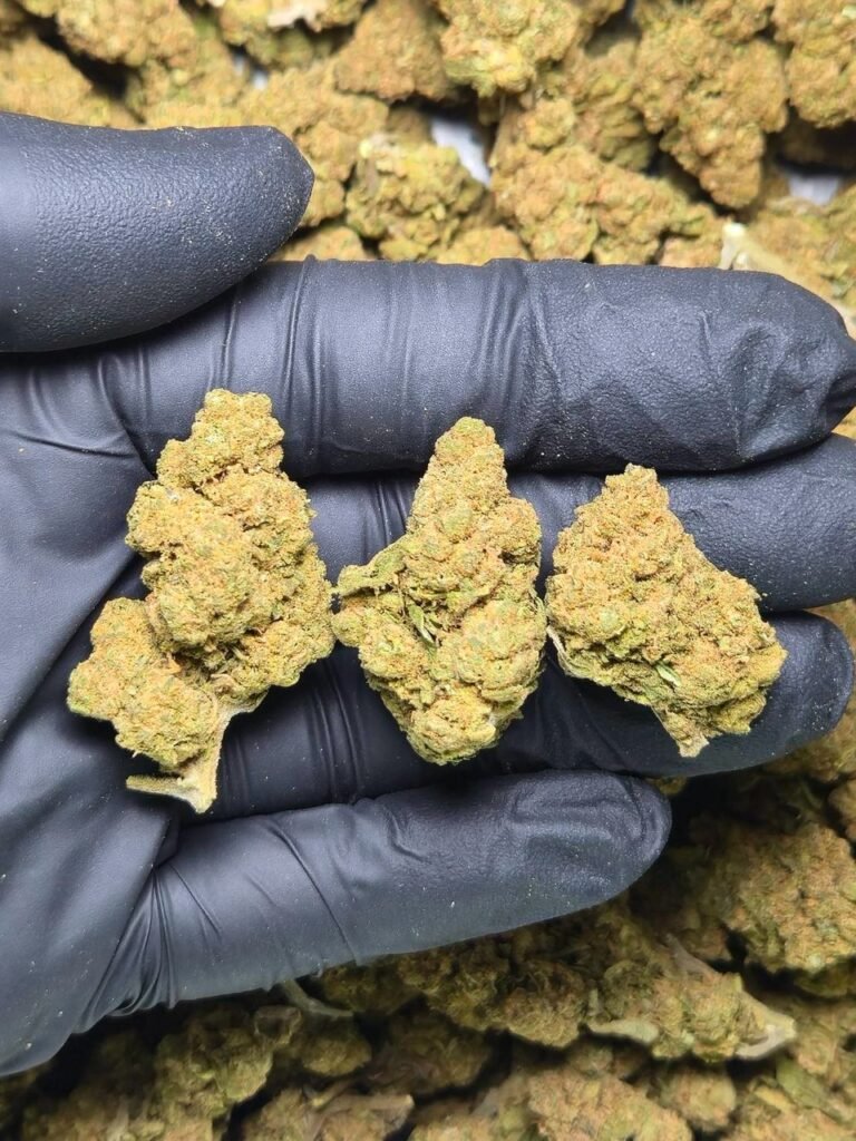Caramel Gelato