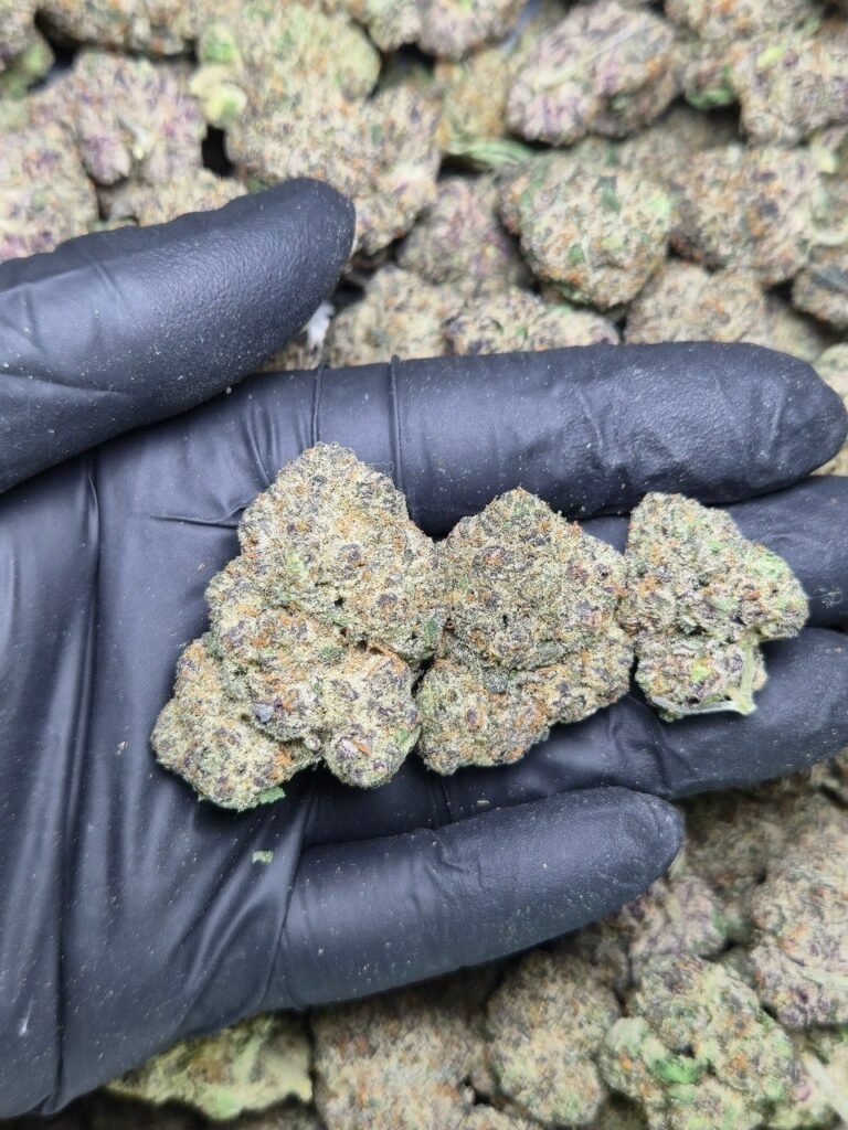 MK Ultra