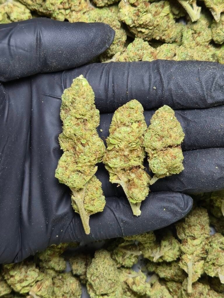 Northern Lights