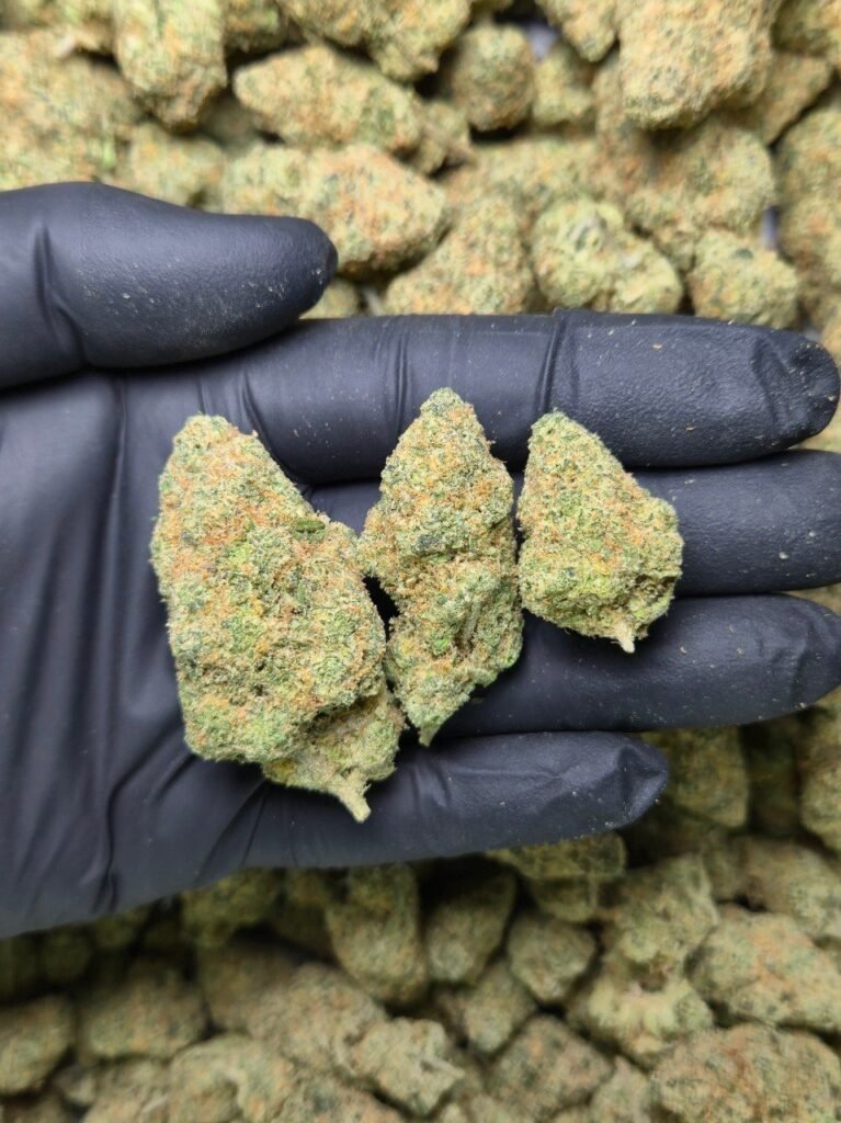 Papaya